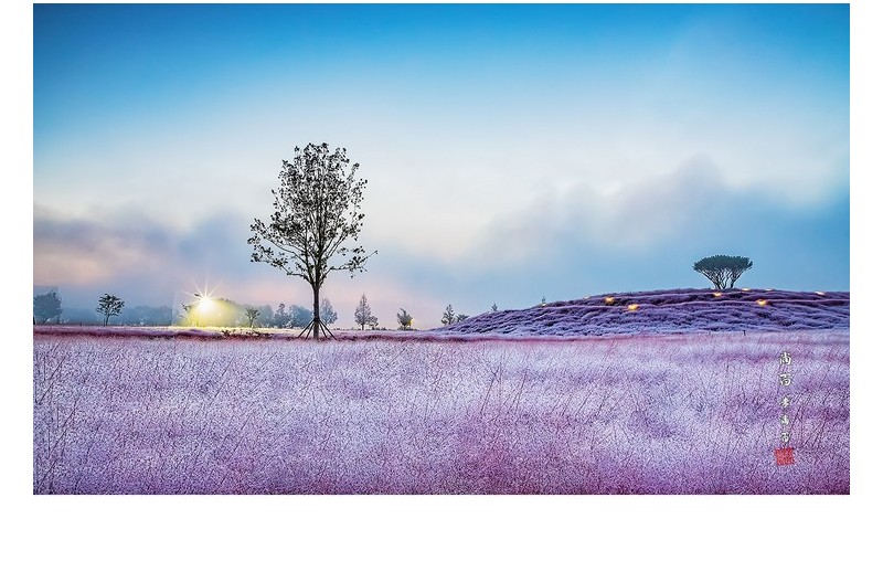 핑크뮬리의 아침