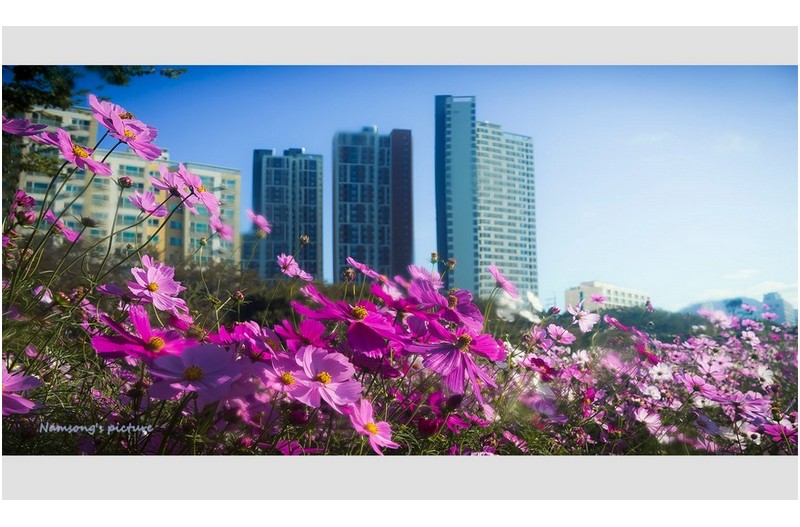 코스모스 핀 언덕에서 -----