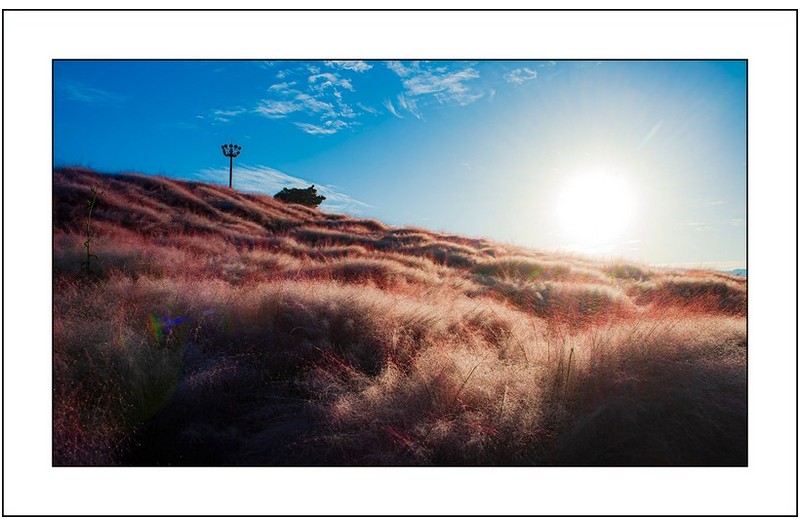 이슬맞은핑크뮬리,,