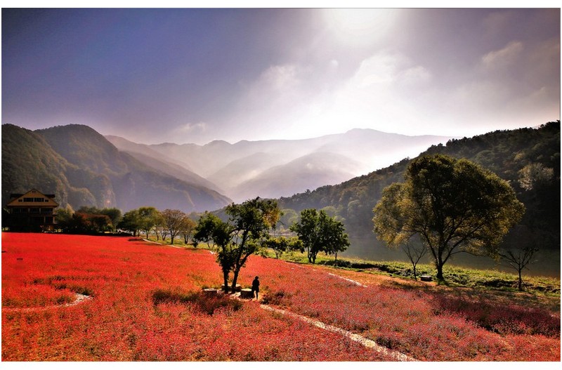붉은 메밀 밭