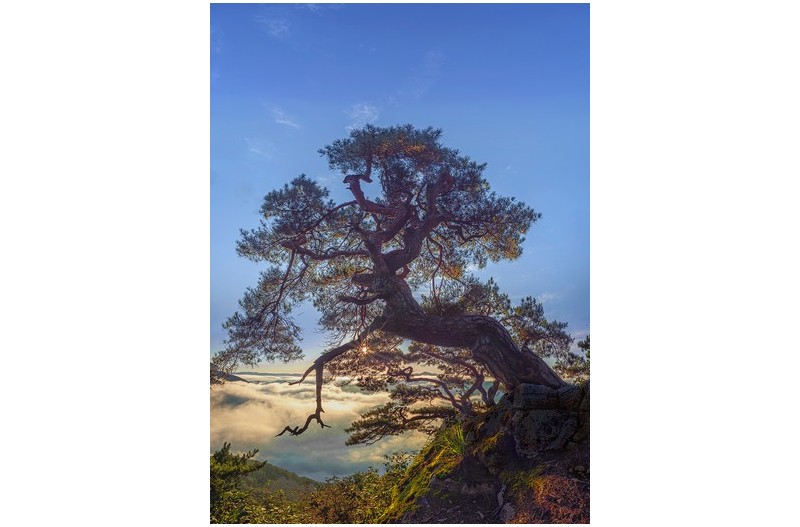 소나무사이로 보이는 아침