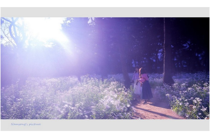 구절초 꽃밭에서의 아침 ----