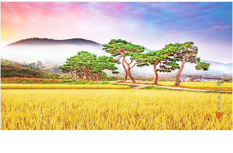 가을 들녁 아침