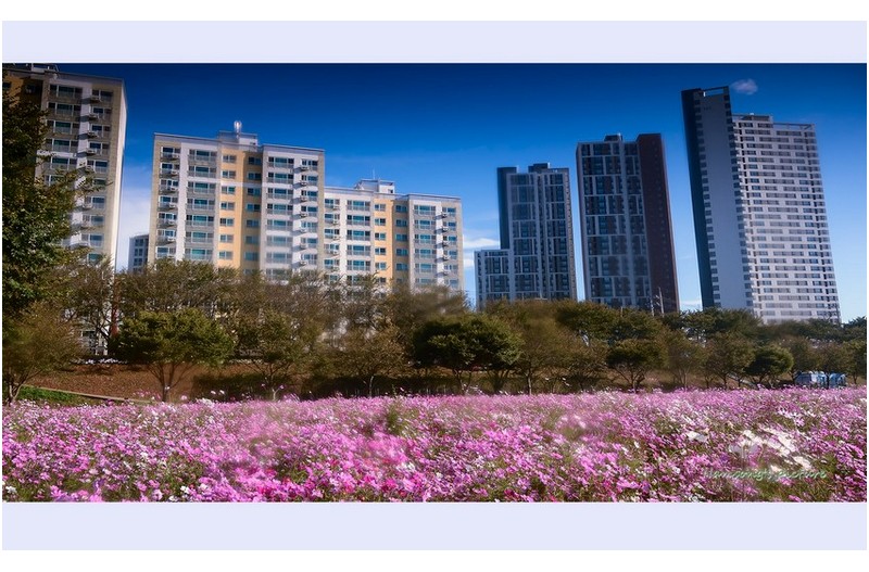 가을의 향연 ----