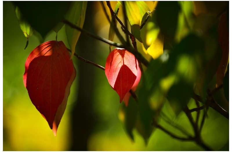 가을을 전합니다.