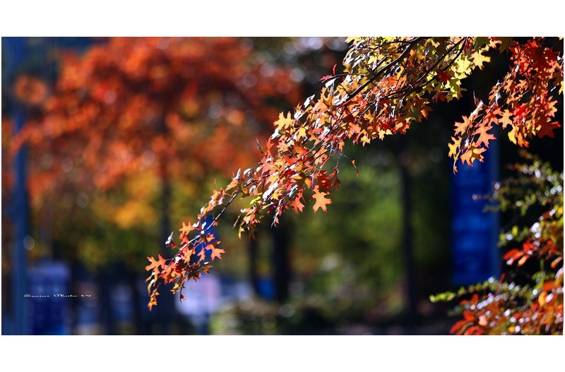 문수의  단풍   ㅡㅡㅡㅡㅡㅡㅡㅡㅡㅡㅡㅡ