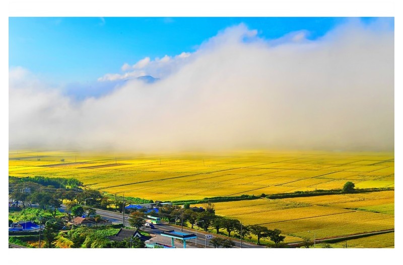 원뜰의 황금들판