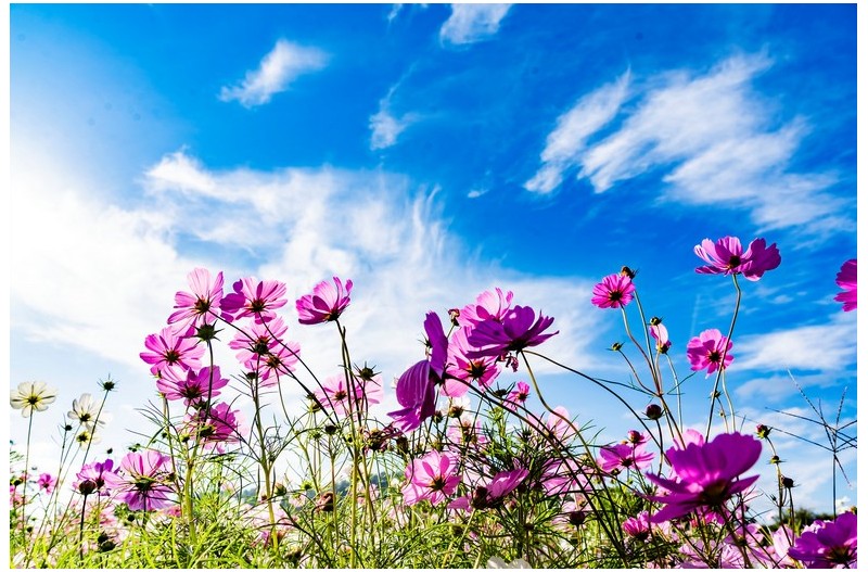 코스모스