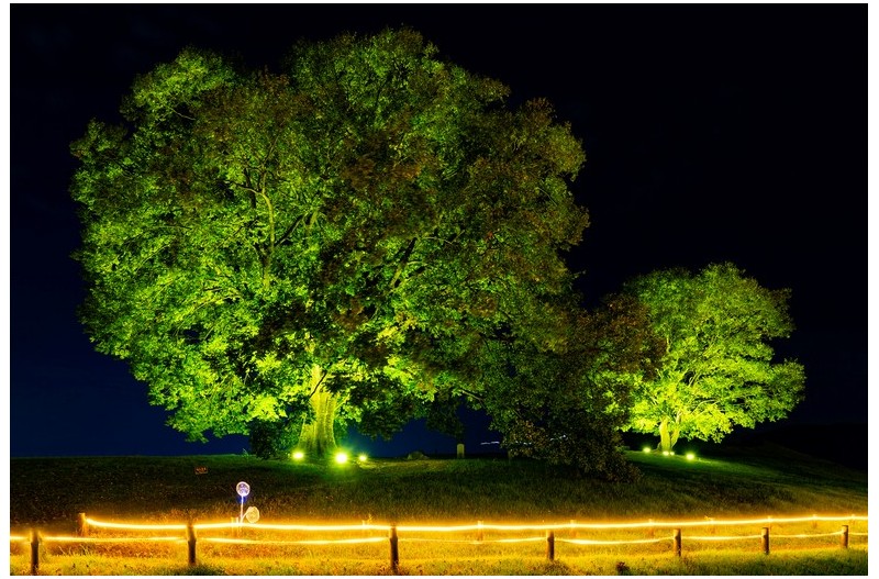 느티나무와 가을밤