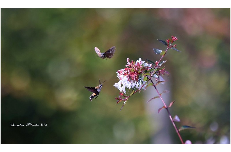 박각시랑 나비랑  ㅡㅡㅡㅡㅡㅡㅡㅡㅡㅡㅡㅡ