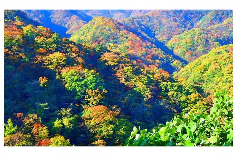 추색은 이렇게 물들어갑니다.