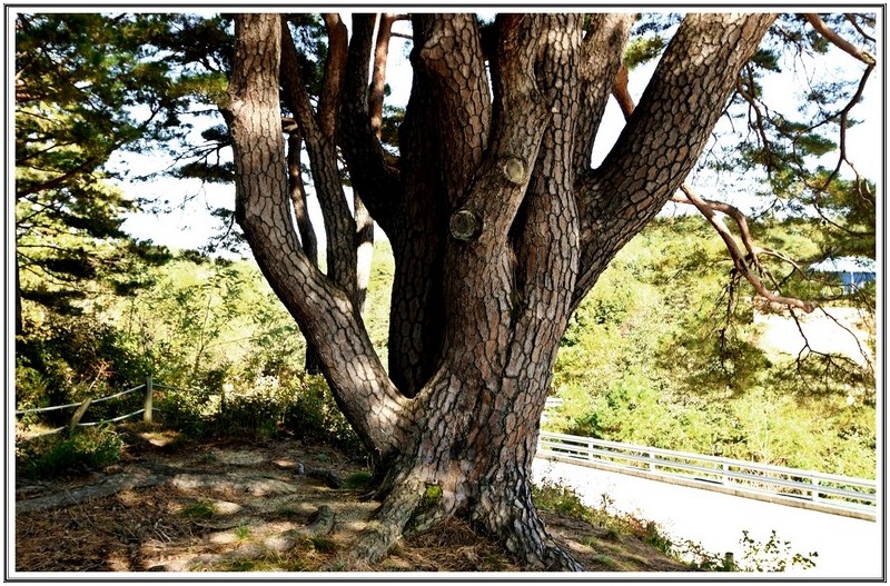 강릉시 보호 노송