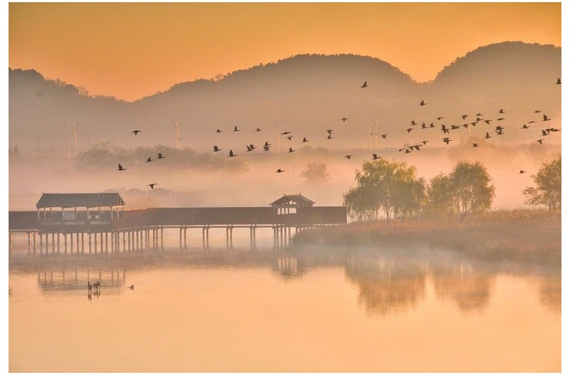 소래 습지 - 철새들의 비상