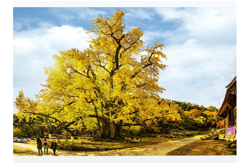 800살의 은행나무