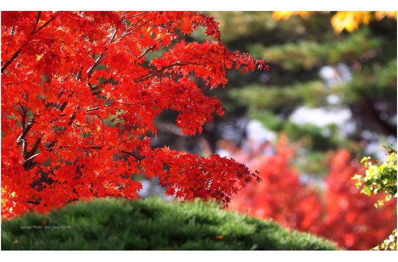 낙엽은 지는데   ㅡㅡㅡㅡㅡㅡㅡㅡㅡㅡㅡㅡㅡ