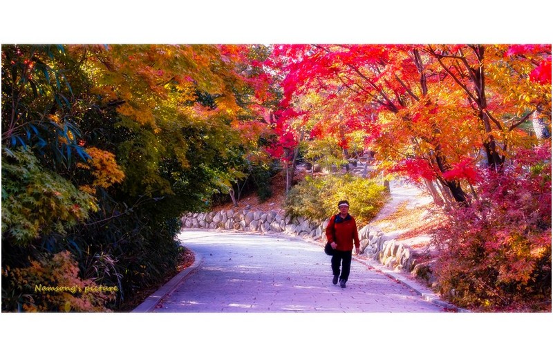 불국사 단풍길----