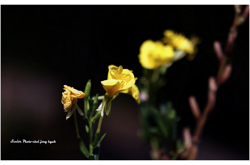 달맞이 꽃   ㅡㅡㅡㅡㅡㅡㅡㅡㅡㅡㅡㅡ