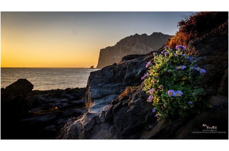 이제 막 피기 시작한 해국