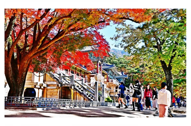 불국사 단풍이 절정입니다.