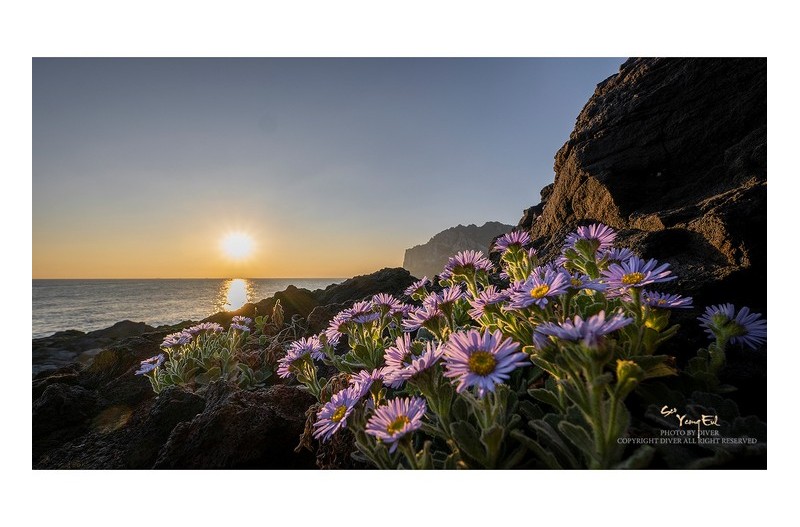 막 피기 시작한 해국