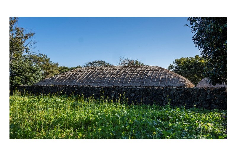 유채꽃이 피기 시작한 성읍 민속마을