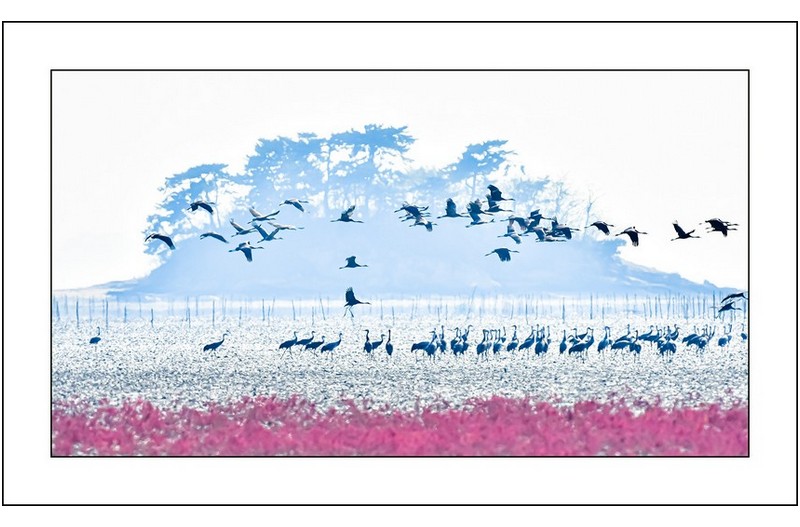 솔섬과흑두루미,,,