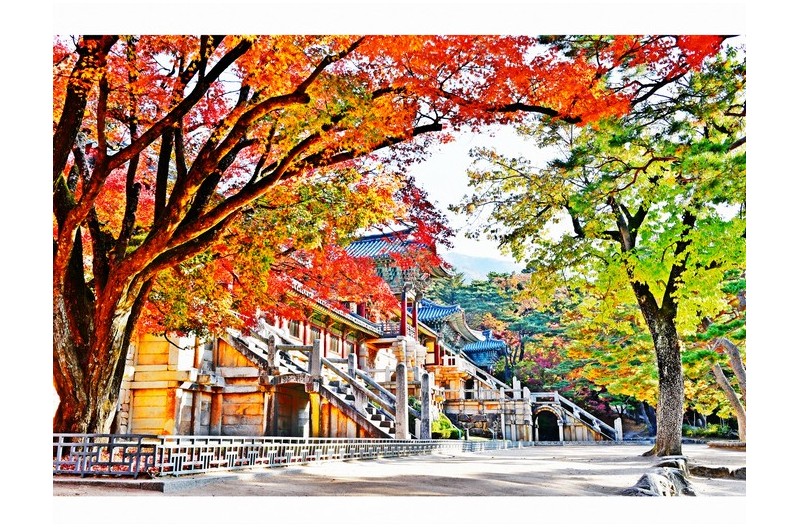 익어가는 불국사의 가을