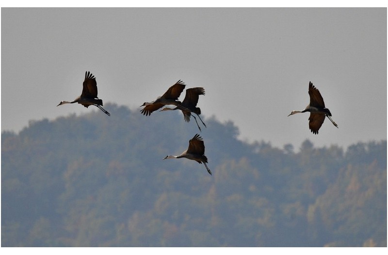 순천만 흑두루미