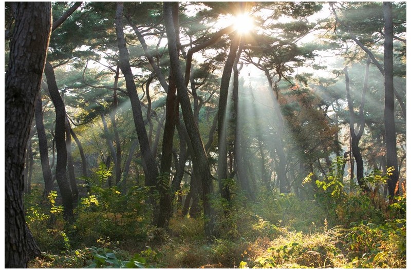 삼릉과 통일전의 아침
