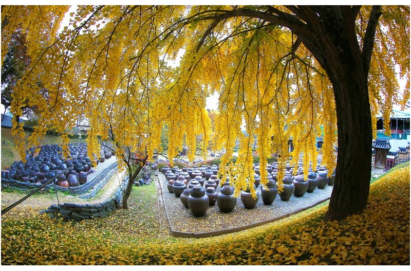 명재고택의 추경