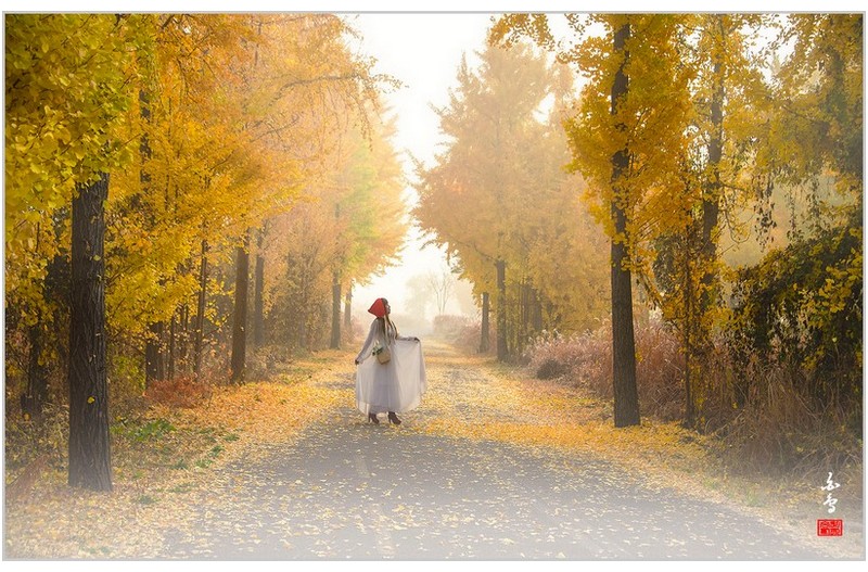 다산자전거길 은행나무