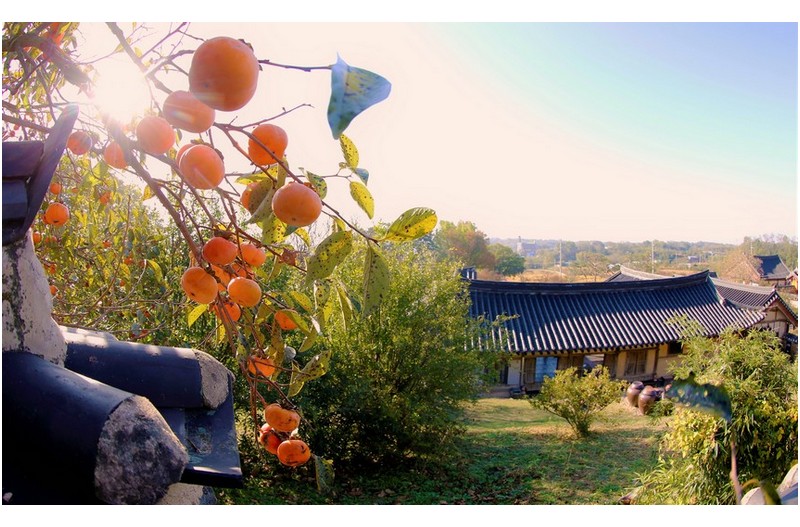 명재고택의 감 있는 풍경