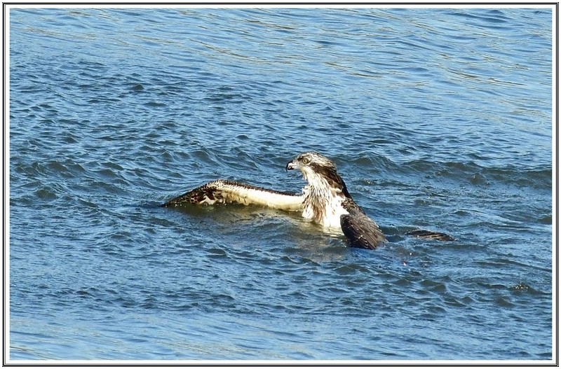 물고기 포획 ( 물수리 )