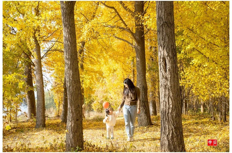 다산 은행나무 숲