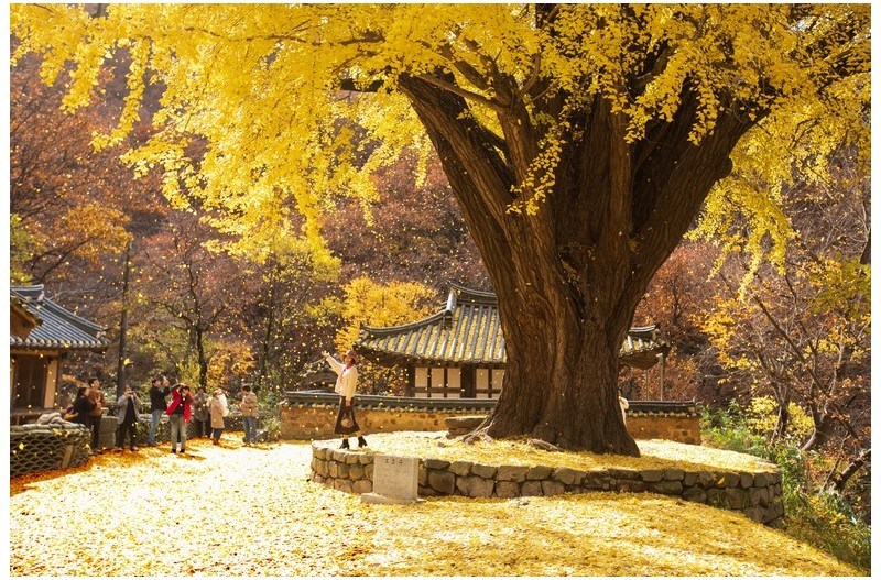 꽃비가 내리던날