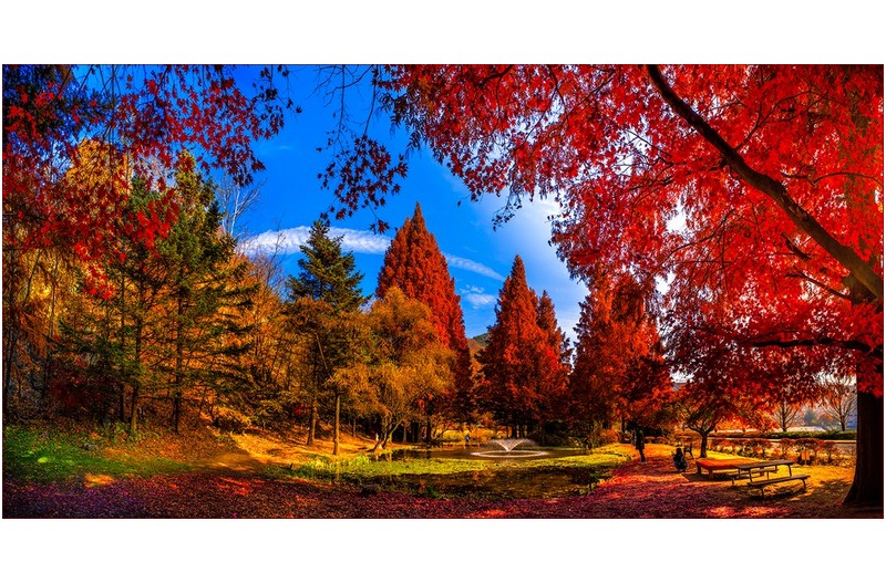 메타세퀘이아 가을