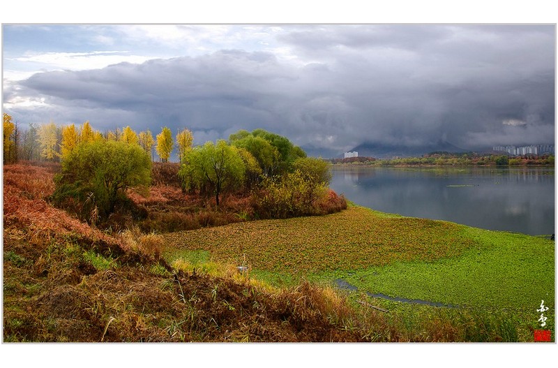 다산은행나무길