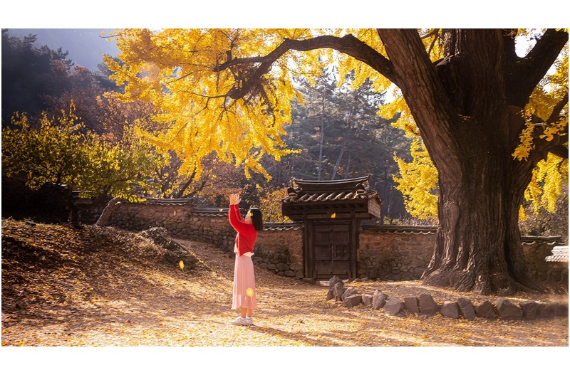 추억의 금시당 -------