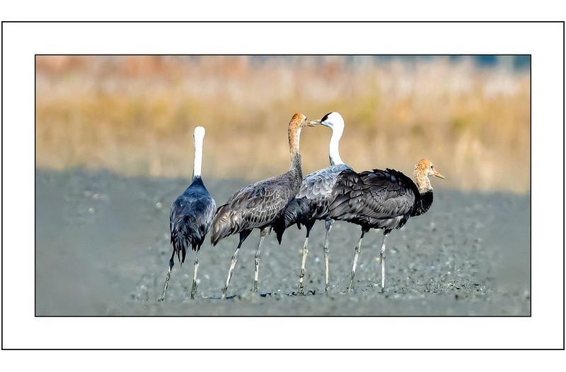 흑두루미들의 자태,,