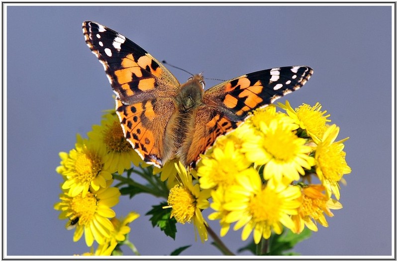 들꽃 찿아온 나비