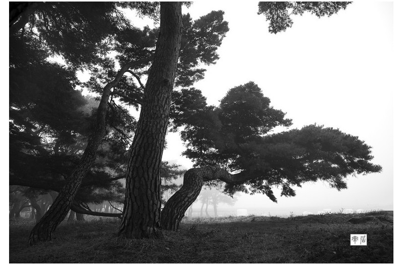 흑백 소나무