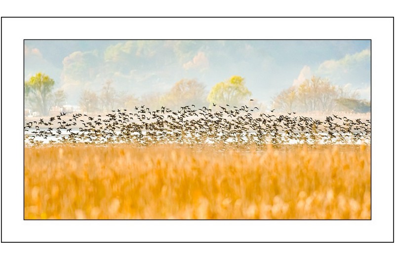 순천만의 오후,,