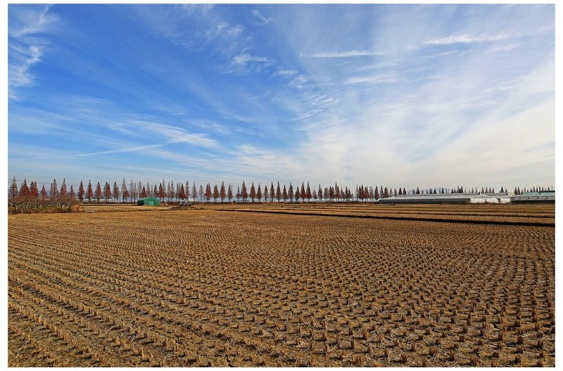 메타세 콰이어 길