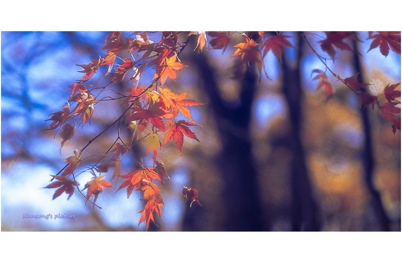 가을의 수채화 ---