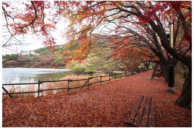 레드카펫이 보고 싶어서