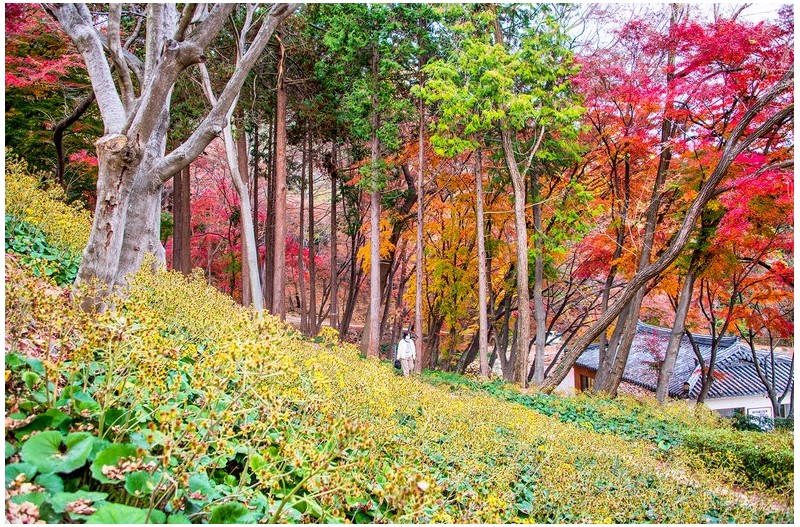 가을이 지나 갈때