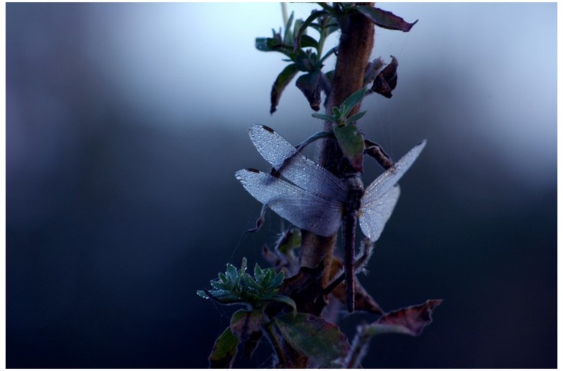 잠자리의 동면?