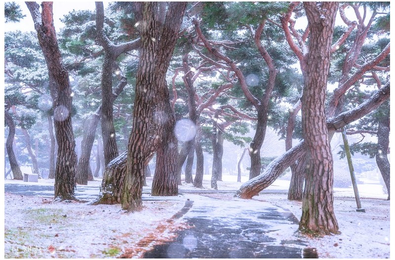 겨울 소나무