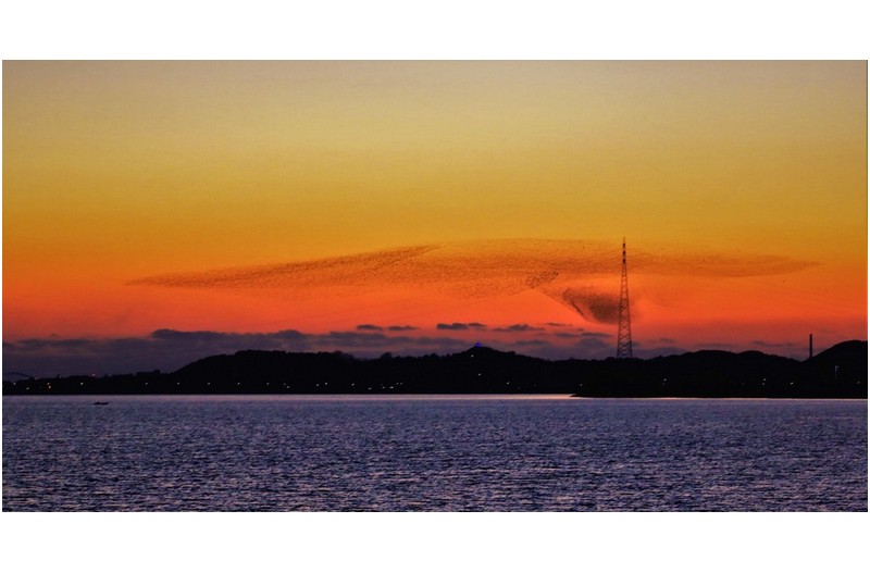 가창오리 군무 2차