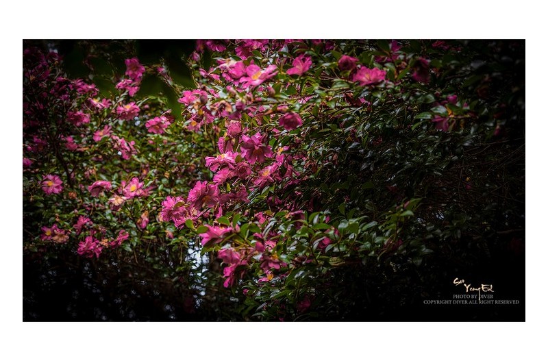 동백터널에 눈이 내리네요